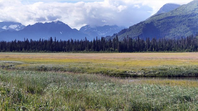 a sedge meadow and mountains