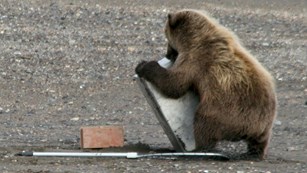 Photo of a small brown bear wrestling with a large metal box designed to store salmon.