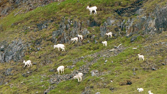A group of white dall sheep on a green mountainside 