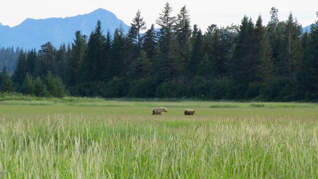 Image of a green meadow with forests and mountains in the background.