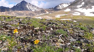 Yellow tundra flowers