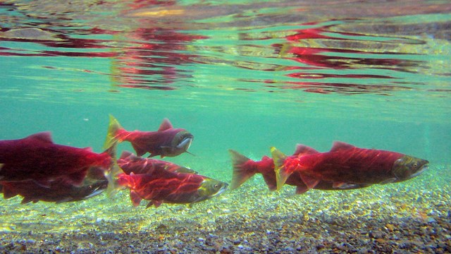 Salmon swimming underwater