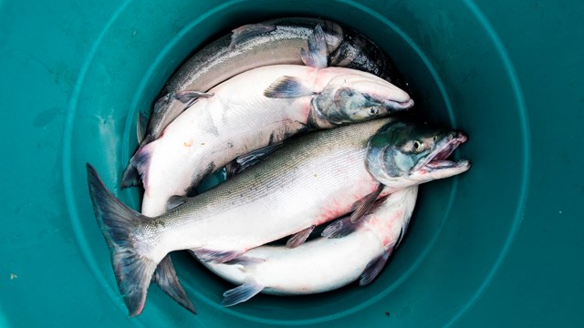 a blue bucket holds four harvested salmon
