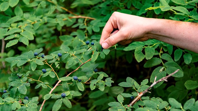 a hand reaches to pick a blueberry off a bush