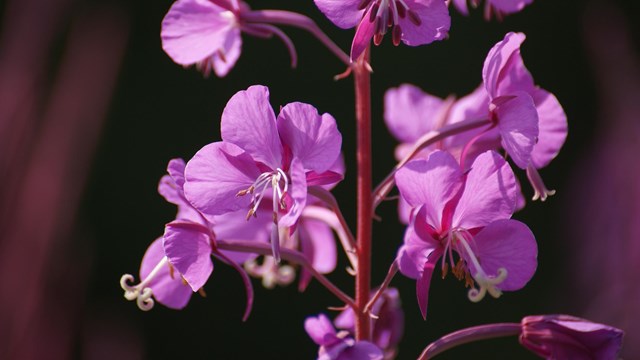 Close up of five-petaled, pink flowers