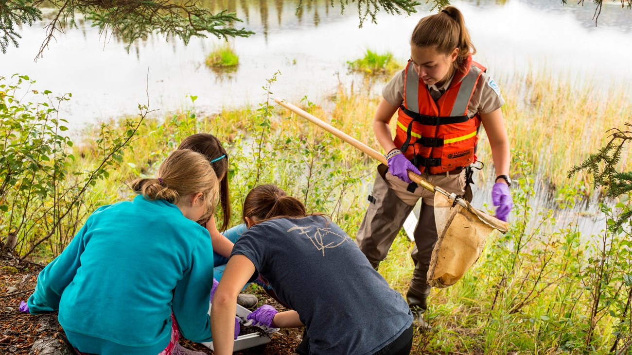 Students study dragonfly larvae near a pond