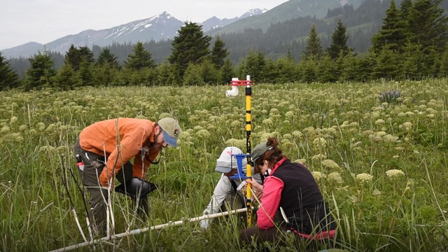 3 scientists look survey something in a meadow
