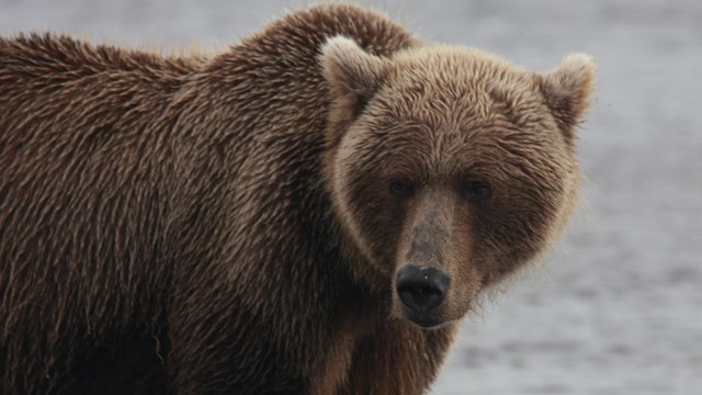 A bear stands pensively on a mud flat