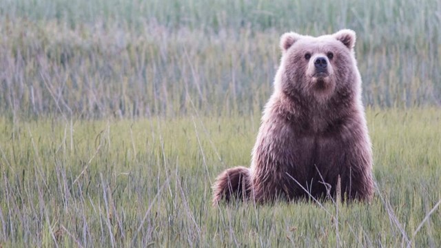 a brown bear sits in a coastal sedge meadow