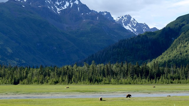 A mountain above a sedge meadow with bears grazing