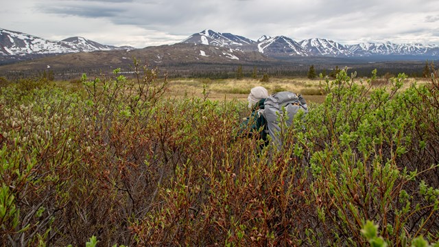 Image of hiker bushwhacking through shoulder-high brush.