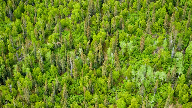 green trees from above