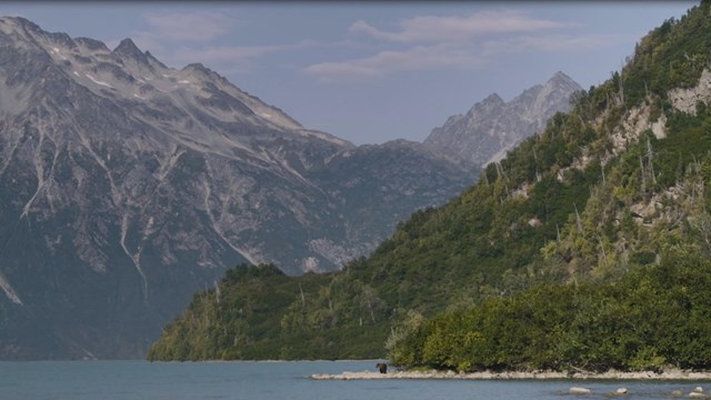a distant bear walks on the shore of a lake with mountains in the background.