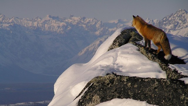 Photo of a red fox standing atop a snowy mountain peak looking at taller mountains in the distance.