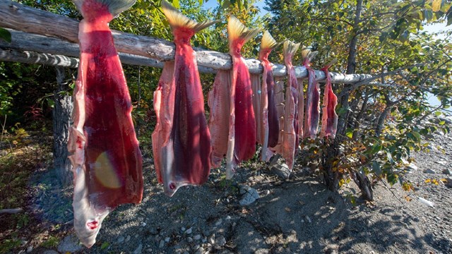 sockeye salmon hanging on a fish rack