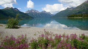 A blue lake ringed by mountain on a sunny summer day with pink flowers blooming on the beach.