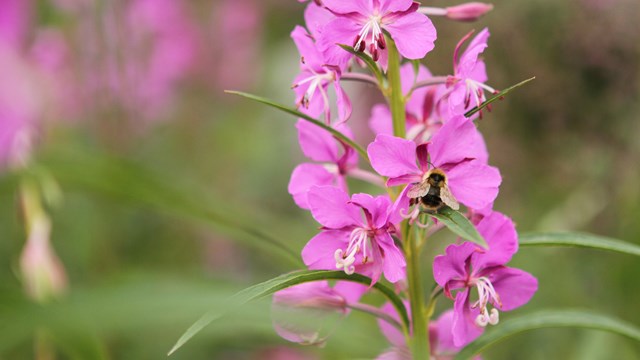 close up photo of a pink fireweed flower with a bee on it.