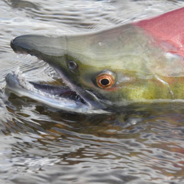 The head of a sockeye salmon above the water