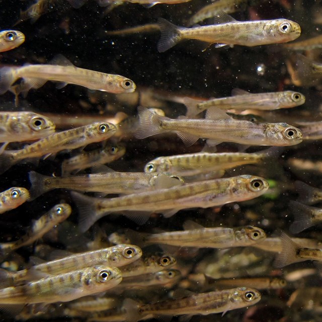 Salmon fry swim underwater