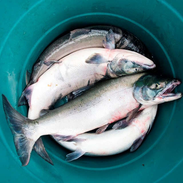 a blue bucket holds four harvested salmon