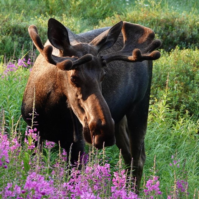 Image of a bull moose standing in bright purple fireweed.