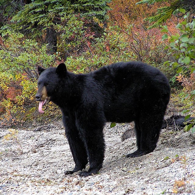 Brown Bears - Lake Clark National Park & Preserve (U.S. National Park  Service)