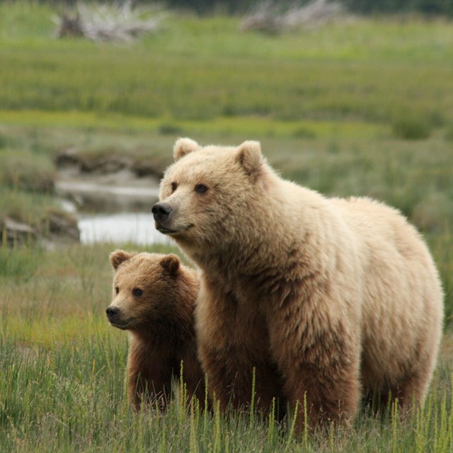 Brown Bears - Lake Clark National Park & Preserve (U.S. National Park  Service)