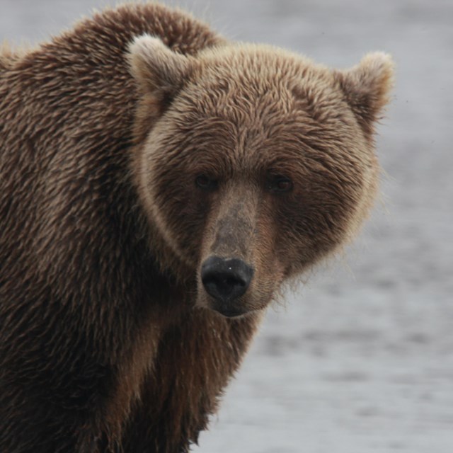 A bear stands pensively on a mud flat