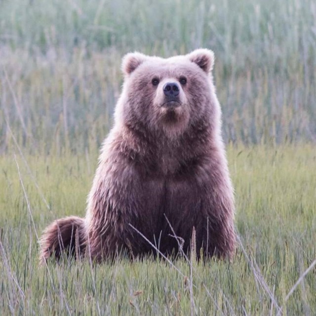 a brown bear sits in a coastal sedge meadow