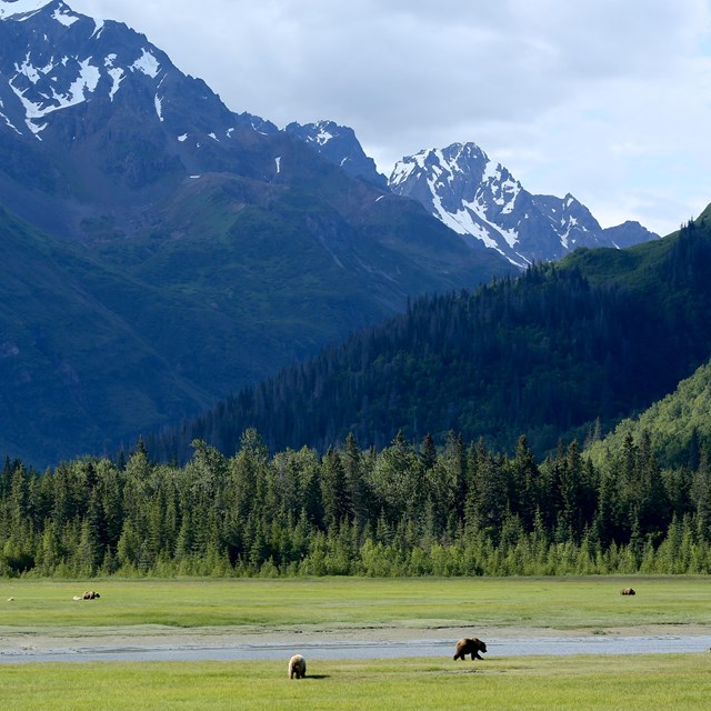 A mountain above a sedge meadow with bears grazing