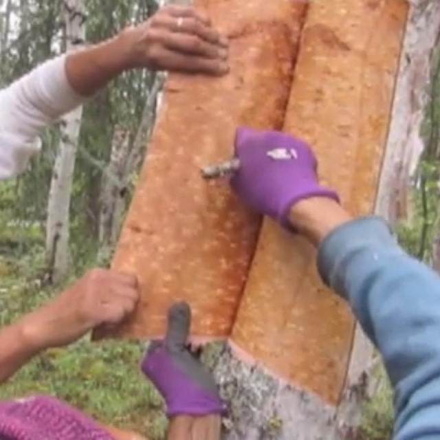 two women pull bark from a birch tree
