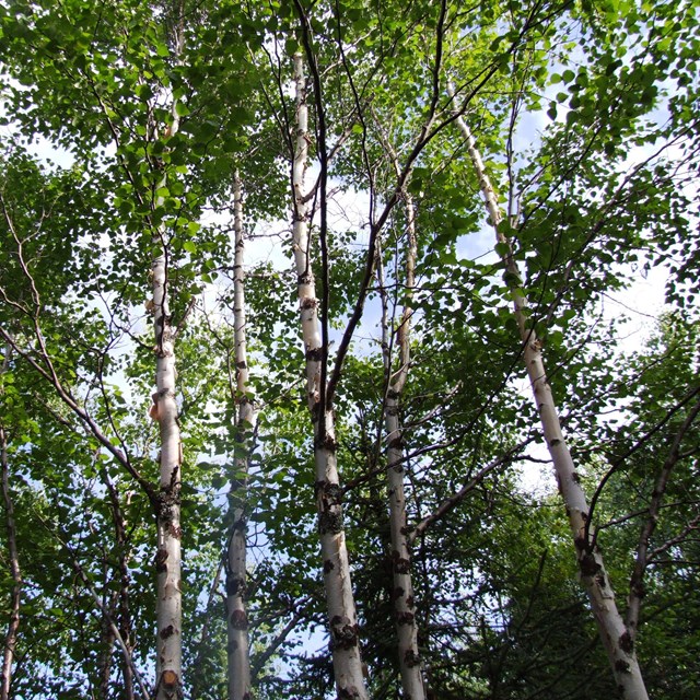 birch trees in the sun