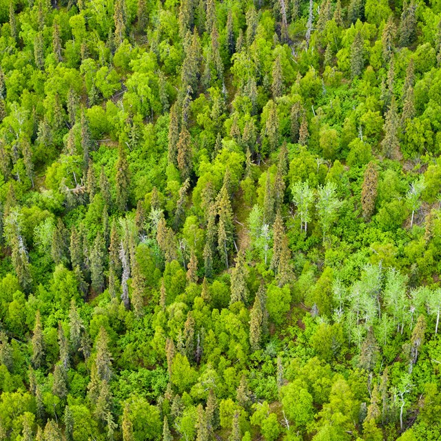 The Importance of Beads at Kijik (U.S. National Park Service)