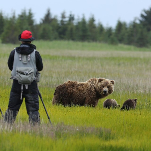 Brown Bears - Lake Clark National Park & Preserve (U.S. National