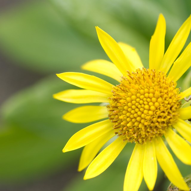 close up photo of a yellow flower called beach fleabane