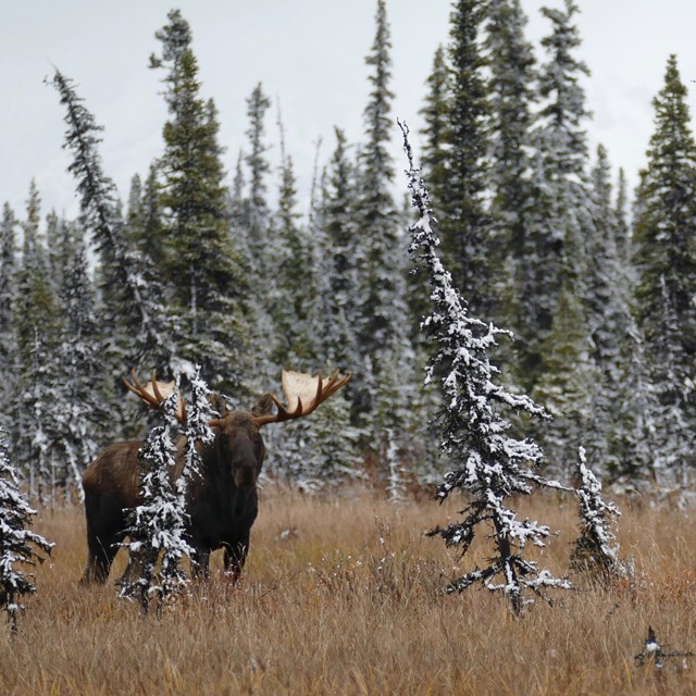 A moose stands among snow covered spruce trees