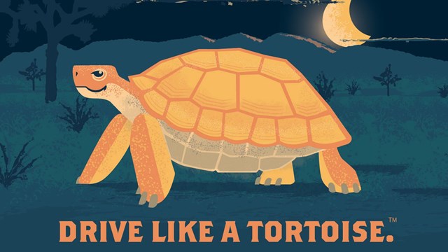 Graphic of a tortoise