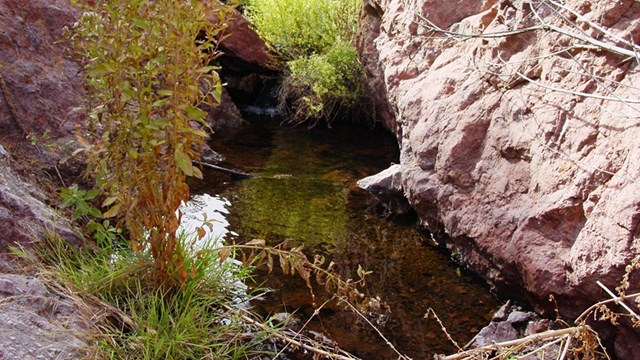 Bighorn Sheep Spring at Lake Mead National Recreation Area