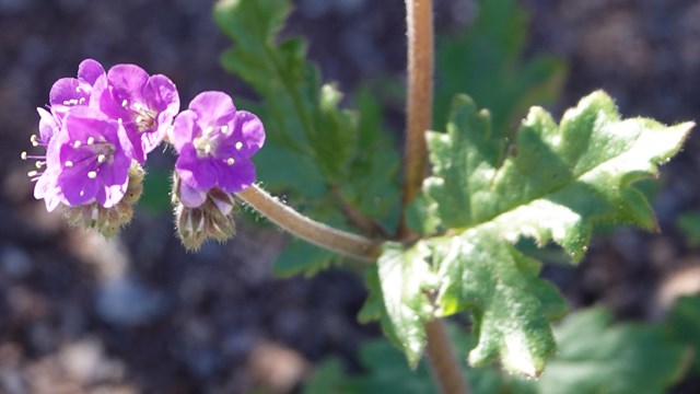Purple flower blooming at Lake Mead National Recreation Area