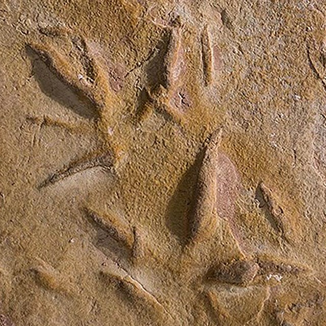 Fossils