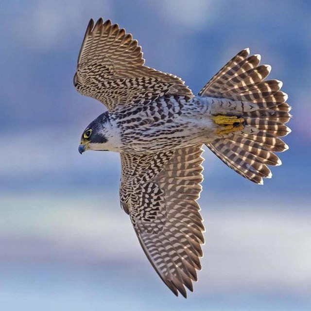 A peregrine falcon flying above Lake Mead