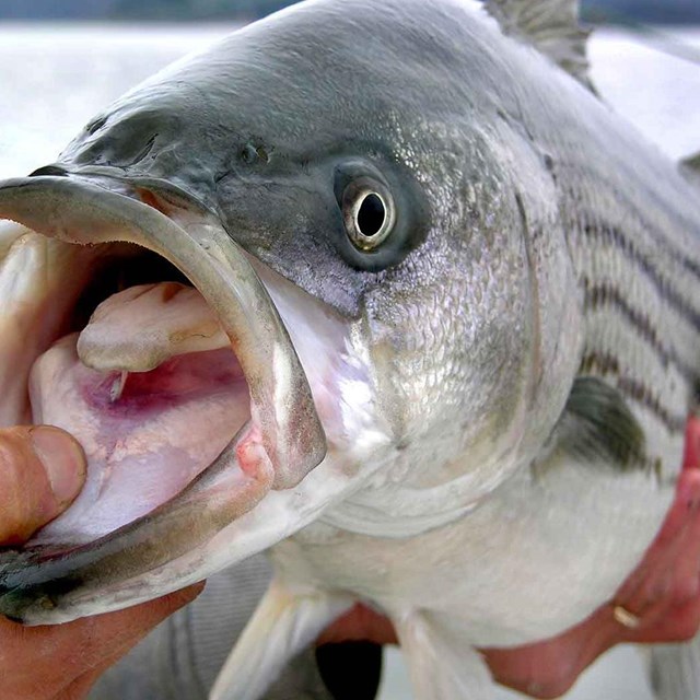 Striped Bass caught in Lake Mead