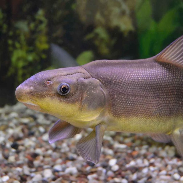 A razorback sucker found in Lake Mead