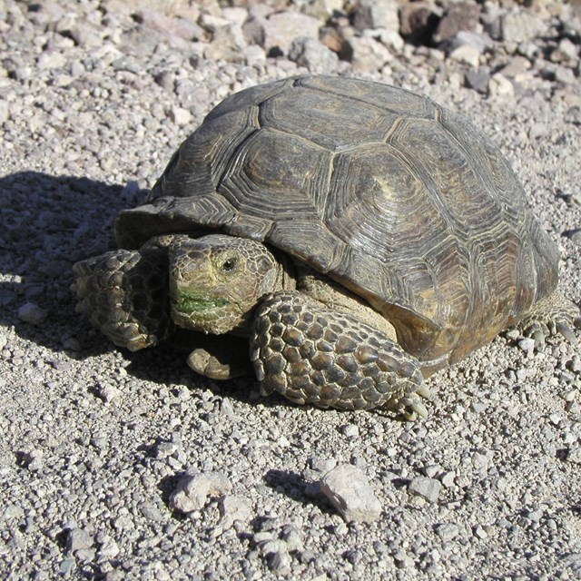 Desert Tortoise at Lake Mead