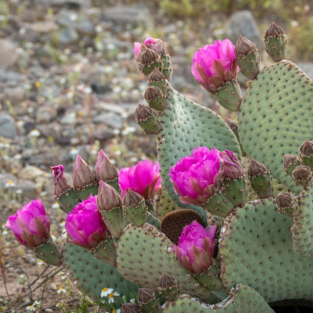 Beavertail Cactus blooming.