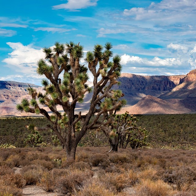 Joshua tree in middle of desert. 