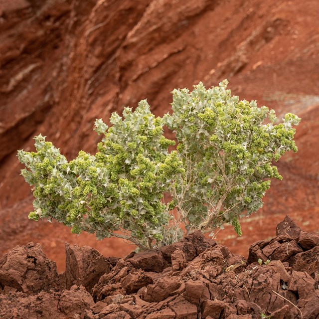 A desert holly in the middle of the desert.