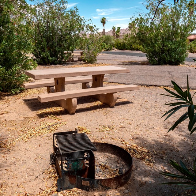 Green campground in the desert. 