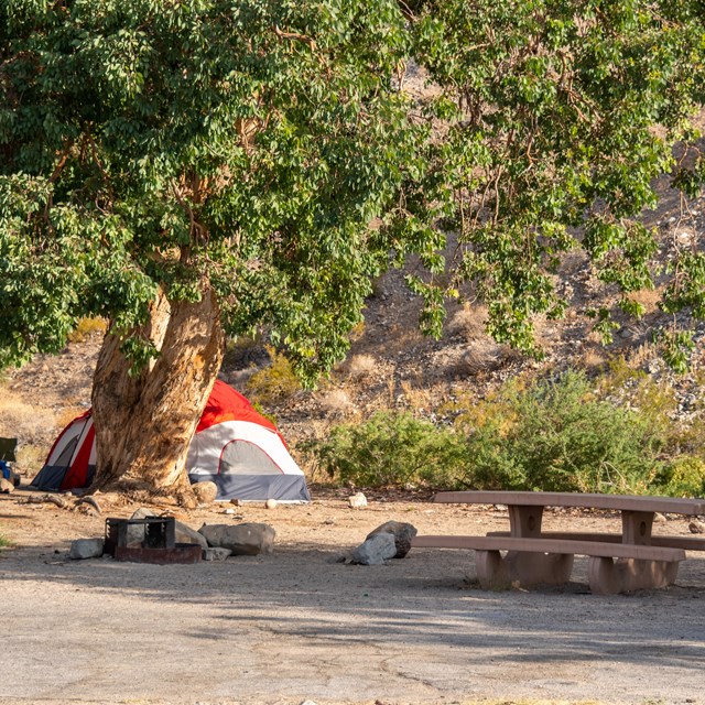 Desert campsite with green trees.