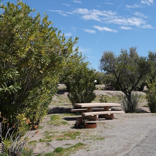 Desert campsite with green trees.